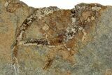 Ordovician Starfish (Petraster?) Fossil - Morocco #350561-2
